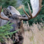 Alaska Wildlife Viewing: The Urban Option